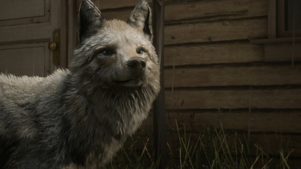 coyote Laiteux légendaire - Red Dead Online