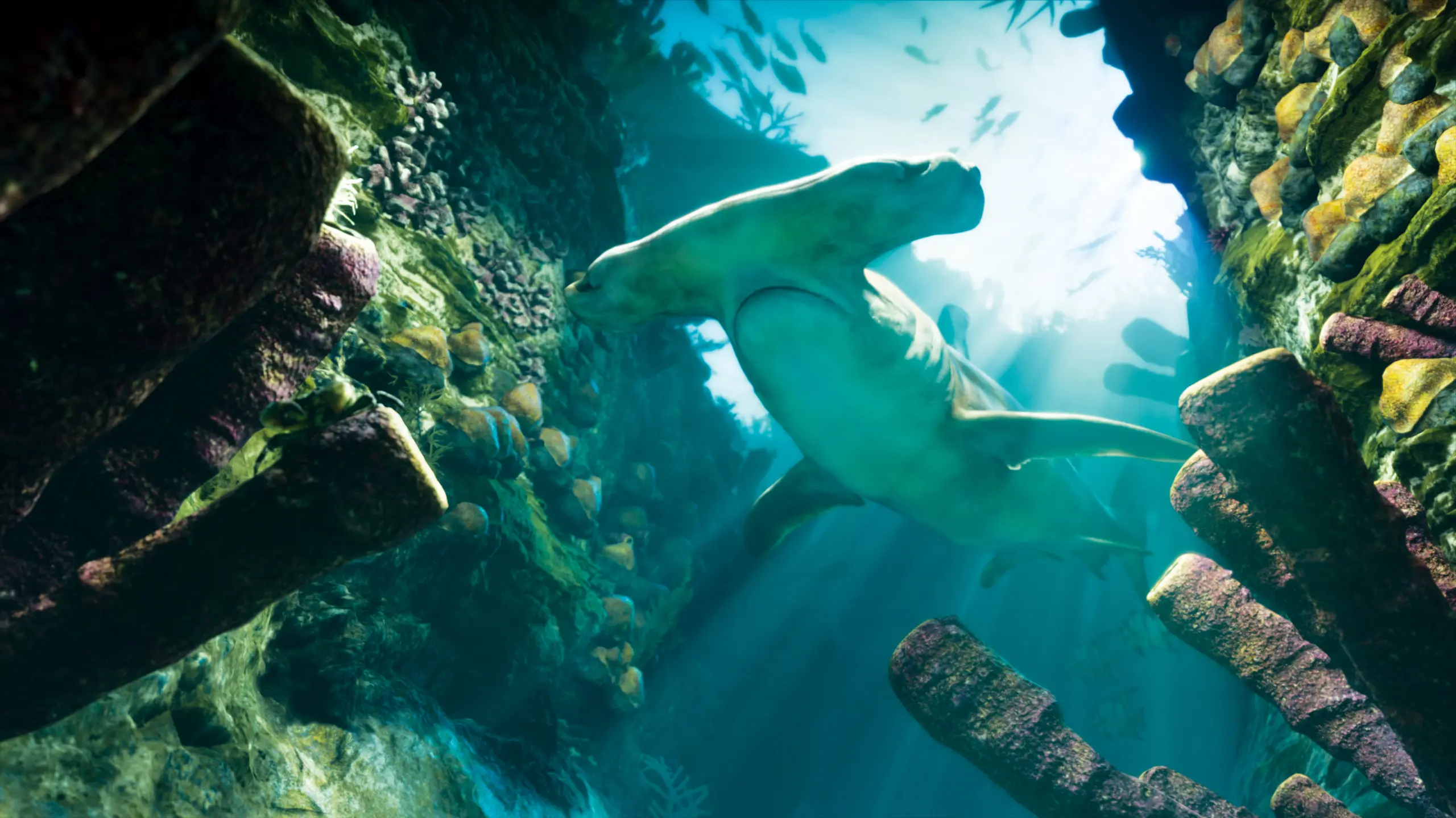 Un requin marteau dans les profondeurs de l'océan entourant la carte de GTA 6.