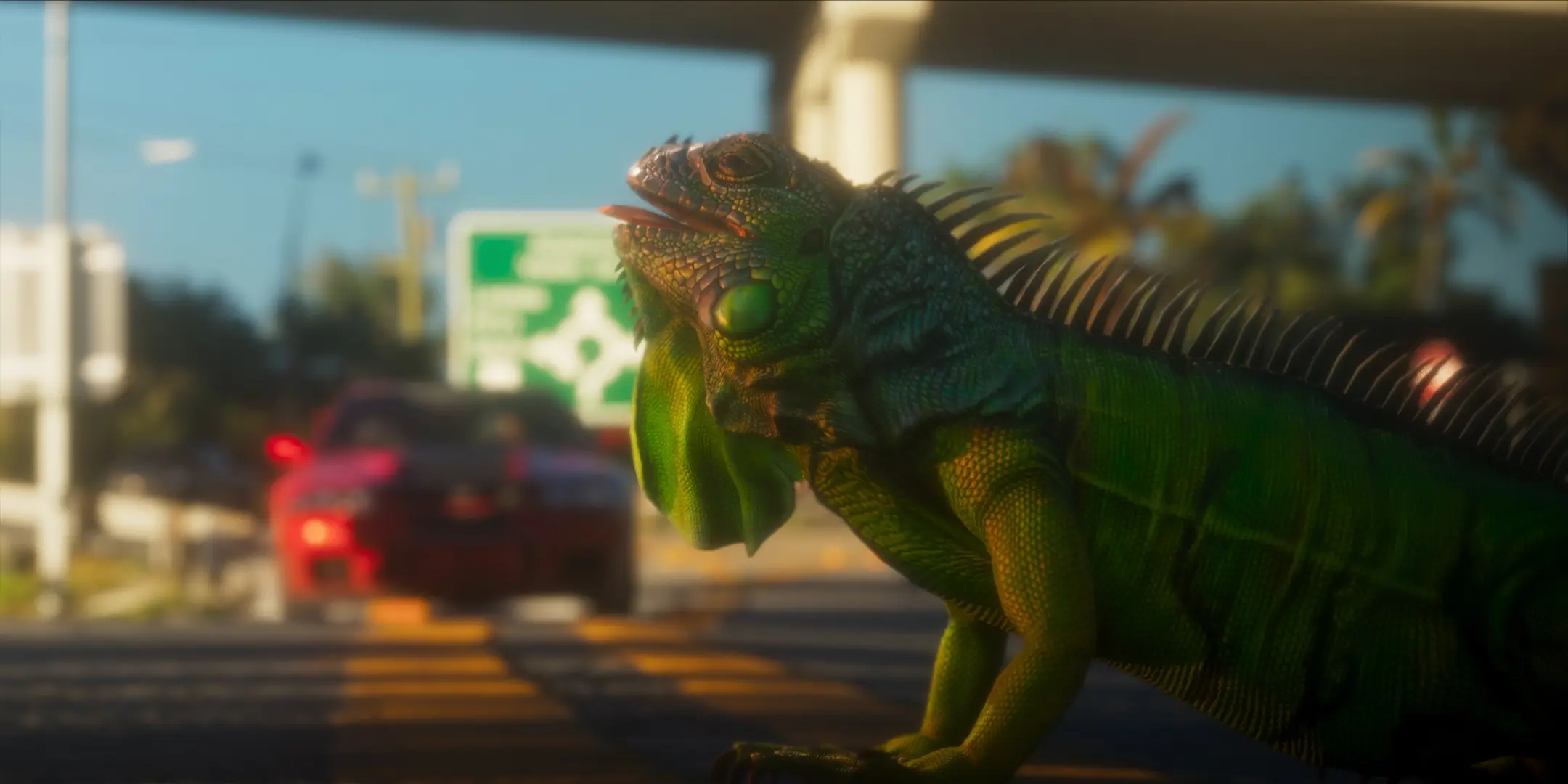 Iguane vert traversant une route et regardant une voiture avançant vers lui, avant de s'enfuir.